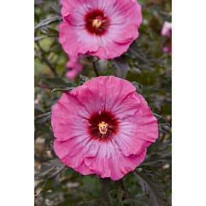 Hibiscus