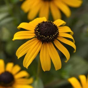 Black Eyed Susan