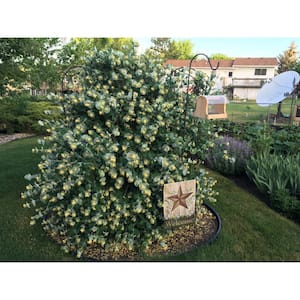 Shrubs in Shrubs & Hedges