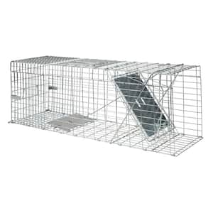 Cat in Traps