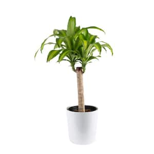 Dracaena