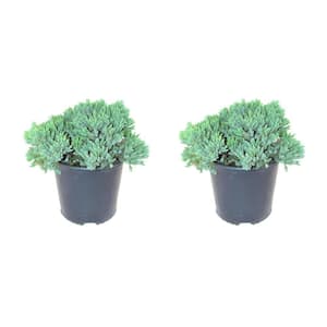BELL NURSERY