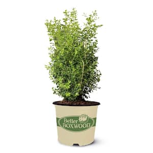 BETTER BOXWOOD