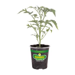 Disease Resistant