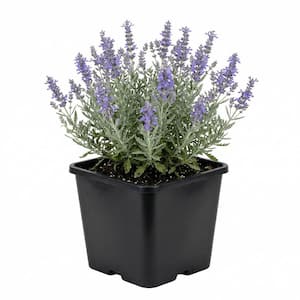 Sage Plant