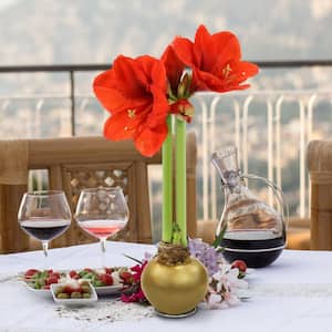 Amaryllis in Fresh Christmas Plants