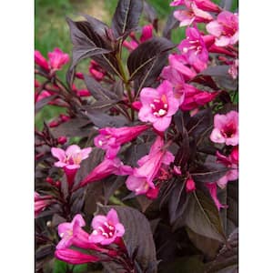 Weigela
