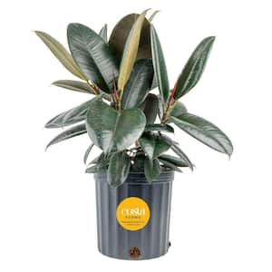 Mature Size (in.): Large > 48 in.