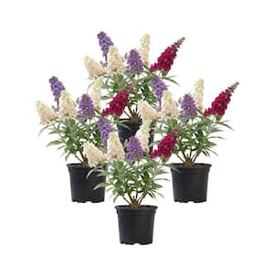 Attracts Hummingbirds in Shrubs & Bushes