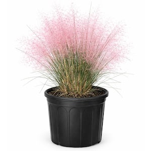 Muhly Grass