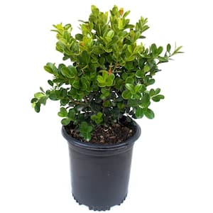 Bushes
