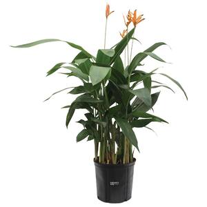 Heliconia
