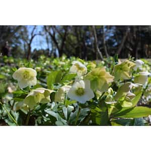 Flowering
