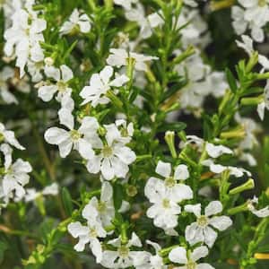 Flowering