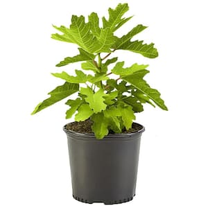 Fig Tree