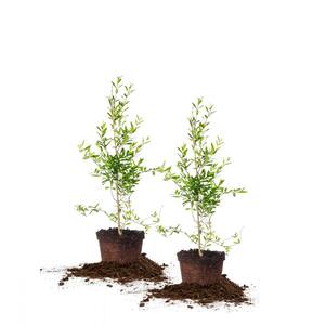 Hardiness Zone: 9 (20 to 30 F) in Organic Fruit Trees