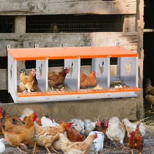Chicken Coops in Beds & Cages