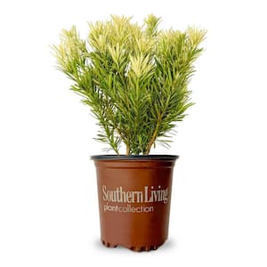 Hardiness Zone: 7 (0 to 10 F)