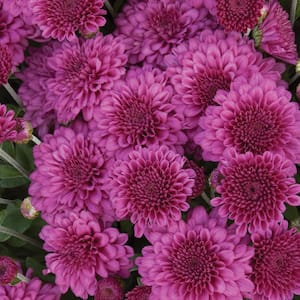 Hardiness Zone: 9 (20 to 30 F)