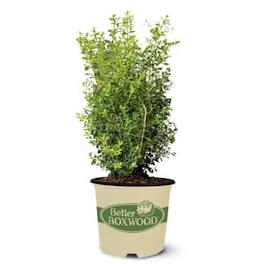 Salt Tolerant in Bushes