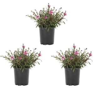 Gaura