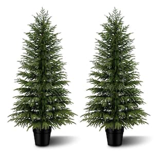 Pine