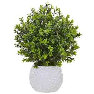 Boxwood
