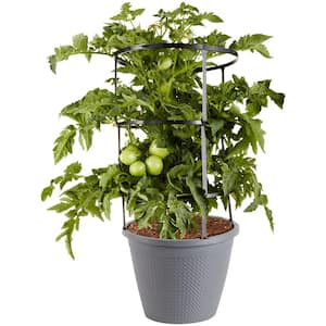 Bonnie Plants