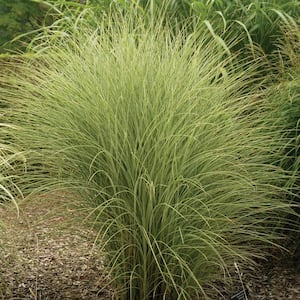 Maiden Grass
