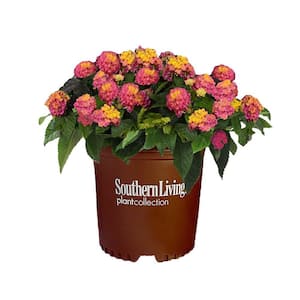 Lantana