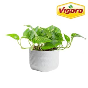 Vigoro