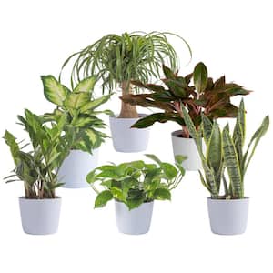 Air Purifying in Indoor Plants
