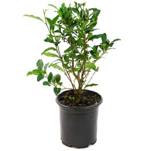 Fruit Plants
