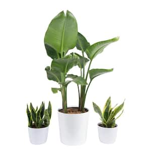 Indoor Plants