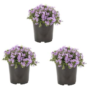 Perennials