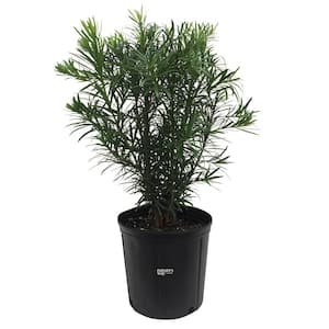 Non-Fragrant