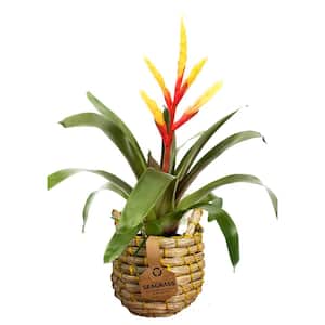 Mature Size (in.): Small < 24 in.