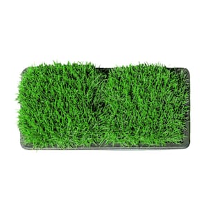 Fescue