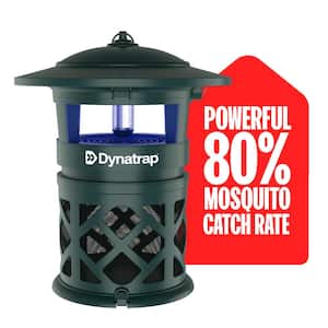 Outdoor in Insect Traps