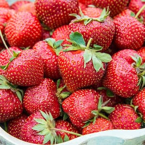 Fruit Plants