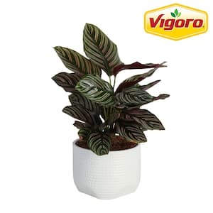 Calathea