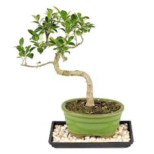 Bonsai Trees