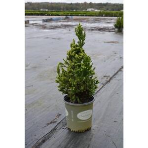 Cryptomeria