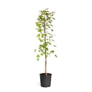 Maple Tree
