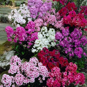 Flowering