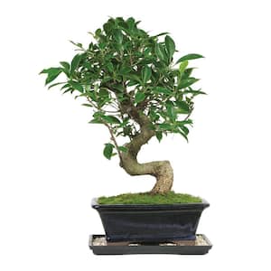 Bright Light in Bonsai Trees