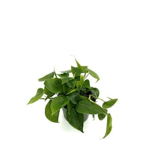 Philodendron