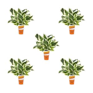 Hosta