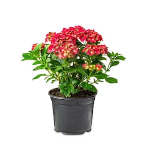 Flowering