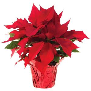 Fresh Christmas Plants